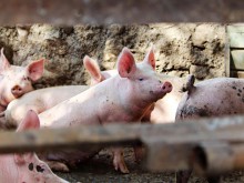 天康生物上半年净利润同比预降超60% 生猪销售价格波动有影响